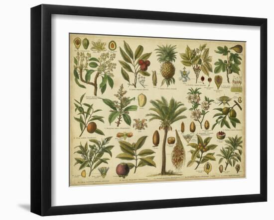 Classification of Tropical Plants-Vision Studio-Framed Art Print