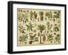 Classification of Tropical Plants-Vision Studio-Framed Art Print