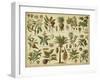 Classification of Tropical Plants-Vision Studio-Framed Art Print