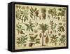 Classification of Tropical Plants-Vision Studio-Framed Stretched Canvas