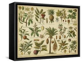 Classification of Tropical Plants-Vision Studio-Framed Stretched Canvas