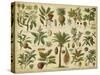 Classification of Tropical Plants-Vision Studio-Stretched Canvas