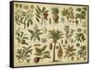 Classification of Tropical Plants-Vision Studio-Framed Stretched Canvas