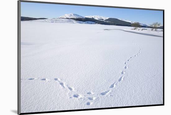 Clatteringshaws Loch, Frozen and Covered in Winter Snow, Dumfries and Galloway, Scotland, UK-Gary Cook-Mounted Photographic Print