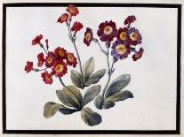 Carnations-Claude Aubriet-Stretched Canvas