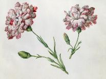 Carnations-Claude Aubriet-Laminated Giclee Print