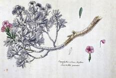 Caryophyllus Arboreus and Seriphius, from a Work by Joseph Pitton De Tournefort-Claude Aubriet-Framed Giclee Print