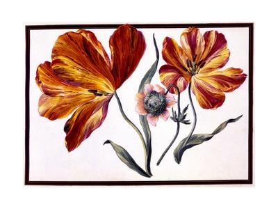 Tulips and Anenome, C.1690