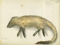 Mongoose, 1872-Claude Conder-Giclee Print
