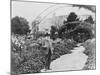 Claude Monet (1841-1926) in His Garden at Giverny, C.1925 (B/W Photo)-French Photographer-Mounted Giclee Print