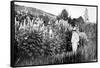 Claude Monet at Giverny, 1908-French Photographer-Framed Stretched Canvas