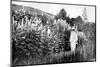 Claude Monet at Giverny, 1908-French Photographer-Mounted Premium Photographic Print