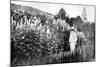 Claude Monet at Giverny, 1908-French Photographer-Mounted Photographic Print