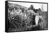 Claude Monet at Giverny, 1908-French Photographer-Framed Stretched Canvas