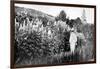 Claude Monet at Giverny, 1908-French Photographer-Framed Photographic Print