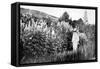 Claude Monet at Giverny, 1908-French Photographer-Framed Stretched Canvas