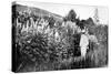 Claude Monet at Giverny, 1908-French Photographer-Stretched Canvas