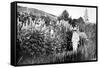 Claude Monet at Giverny, 1908-French Photographer-Framed Stretched Canvas