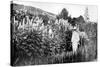 Claude Monet at Giverny, 1908-French Photographer-Stretched Canvas