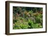 Claude Monet's Garden in Giverny, Department of Eure, Upper Normandy, France-null-Framed Art Print