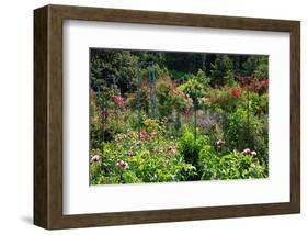 Claude Monet's Garden in Giverny, Department of Eure, Upper Normandy, France-null-Framed Art Print