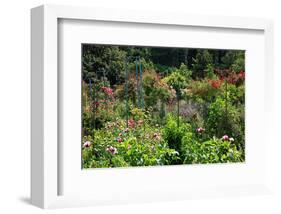 Claude Monet's Garden in Giverny, Department of Eure, Upper Normandy, France-null-Framed Art Print