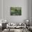 Claude Monet's Garden Pond in Giverny, France-Charles Sleicher-Photographic Print displayed on a wall