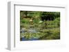 Claude Monet's Water Garden in Giverny, Department of Eure, Upper Normandy, France-null-Framed Premium Giclee Print