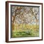 Brown Frame