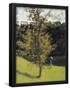 Essential Black