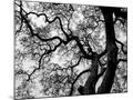 Wood Mount