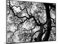 Wood Mount
