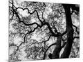 Wood Mount