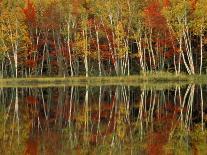 Two Trunked Tree at Sunrise, Chippewa County, Michigan, USA-Claudia Adams-Photographic Print