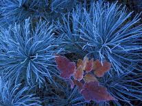 Frosty Maple Seedling in Pine Tree, Wetmore, Michigan, USA-Claudia Adams-Photographic Print