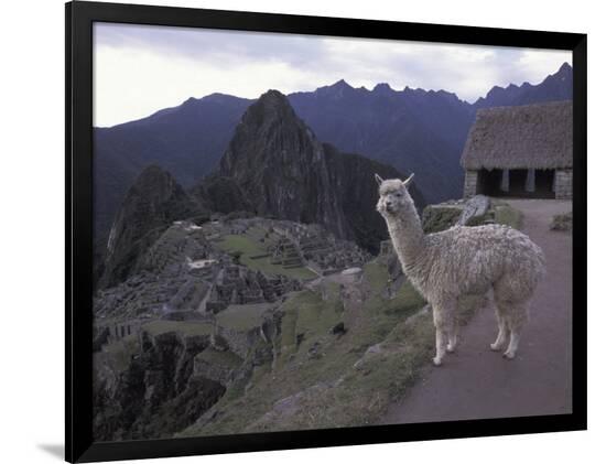Premium Photographic Print, , large