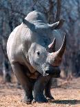 White Square-Lipped Rhino, Namibia-Claudia Adams-Photographic Print