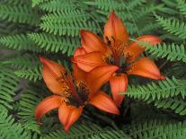 Wood Lilies in Ferns, Bruce Peninsula National Park, Canada-Claudia Adams-Photographic Print