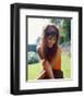 Claudia Cardinale-null-Framed Photo