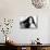 Claudia Cardinale-null-Mounted Photographic Print displayed on a wall