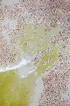 Aerial view of Caribbean flamingo flock, Yucatan, Mexico-Claudio Contreras-Photographic Print