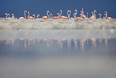 Caribbean flamingo courtship display, Yucatan, Mexico-Claudio Contreras-Photographic Print