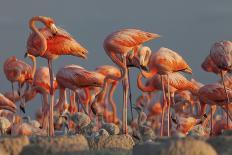 Caribbean Flamingo (Phoenicopterus Ruber) Adults Guarding Chick-Claudio Contreras-Photographic Print