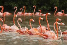 Aerial view of Caribbean flamingo flock, Yucatan, Mexico-Claudio Contreras-Photographic Print