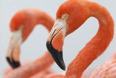 Caribbean flamingo feeding chick, Yucatan Peninsula, Mexico-Claudio Contreras-Photographic Print