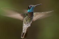 Magnificent Hummingbird (Eugenes Fulgens) Male, Flying, Milpa Alta Forest, Mexico, May-Claudio Contreras Koob-Photographic Print