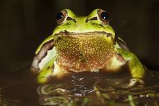 Ridged Tree Frog (Hyla Plicata), Milpa Alta Forest, Mexico, September-Claudio Contreras Koob-Framed Photographic Print