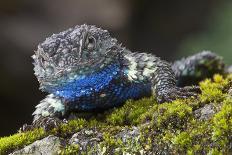 Volcano Rabbit (Romerolagus Diazi) Milpa Alta Forest-Claudio Contreras Koob-Photographic Print