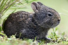 Volcano Rabbit (Romerolagus Diazi) Milpa Alta Forest-Claudio Contreras Koob-Photographic Print