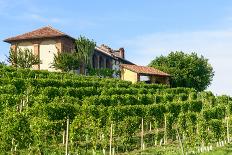 Chianti, Tuscany-Claudiogiovanni-Stretched Canvas